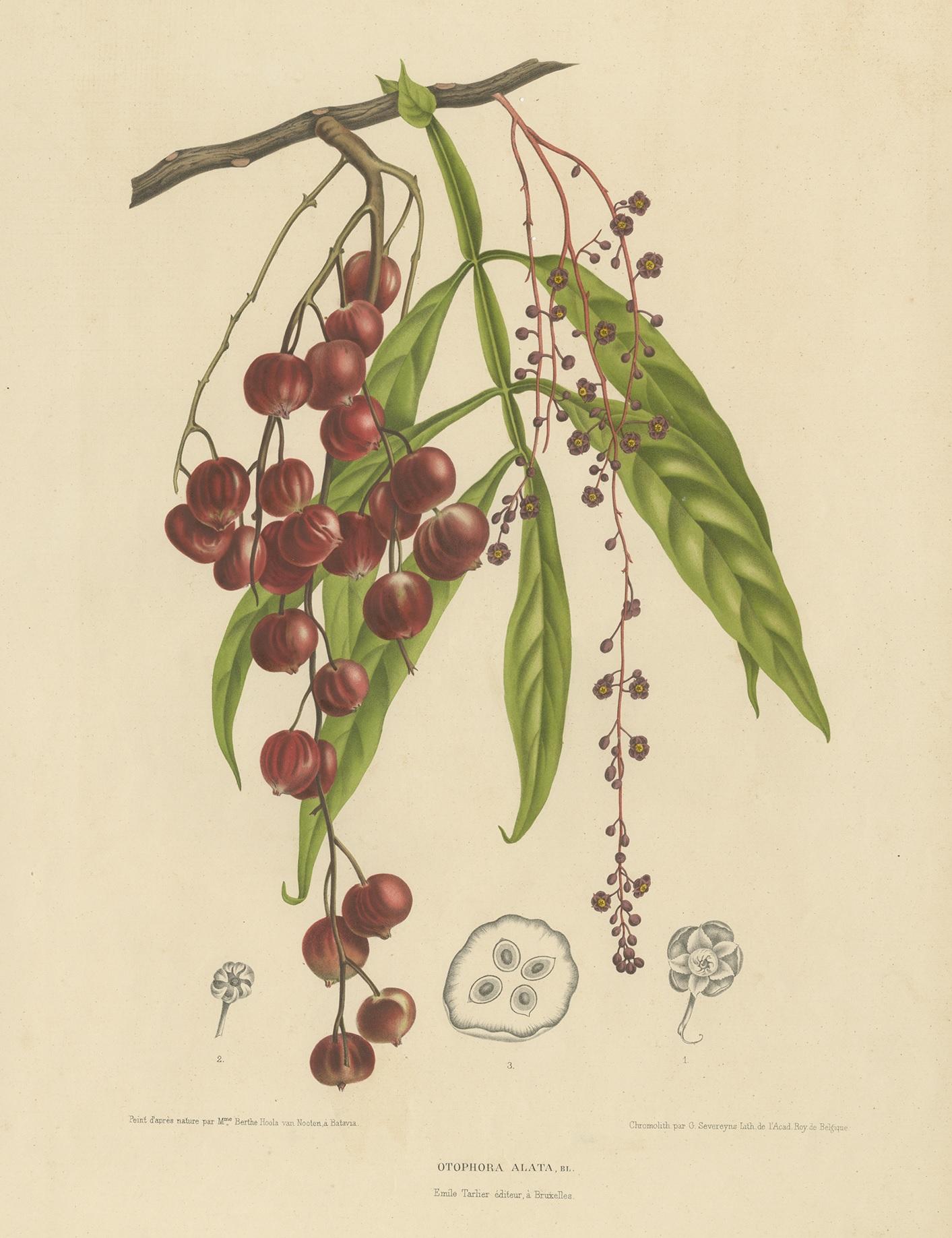 Antique print titled 'Otophora Alata'. Large lithograph of the tepisanthes alata tree. The edible fruit is gathered from the wild for local use. The tree is also occasionally cultivated for its fruit in Indonesia. This print originates from 'Fleurs,