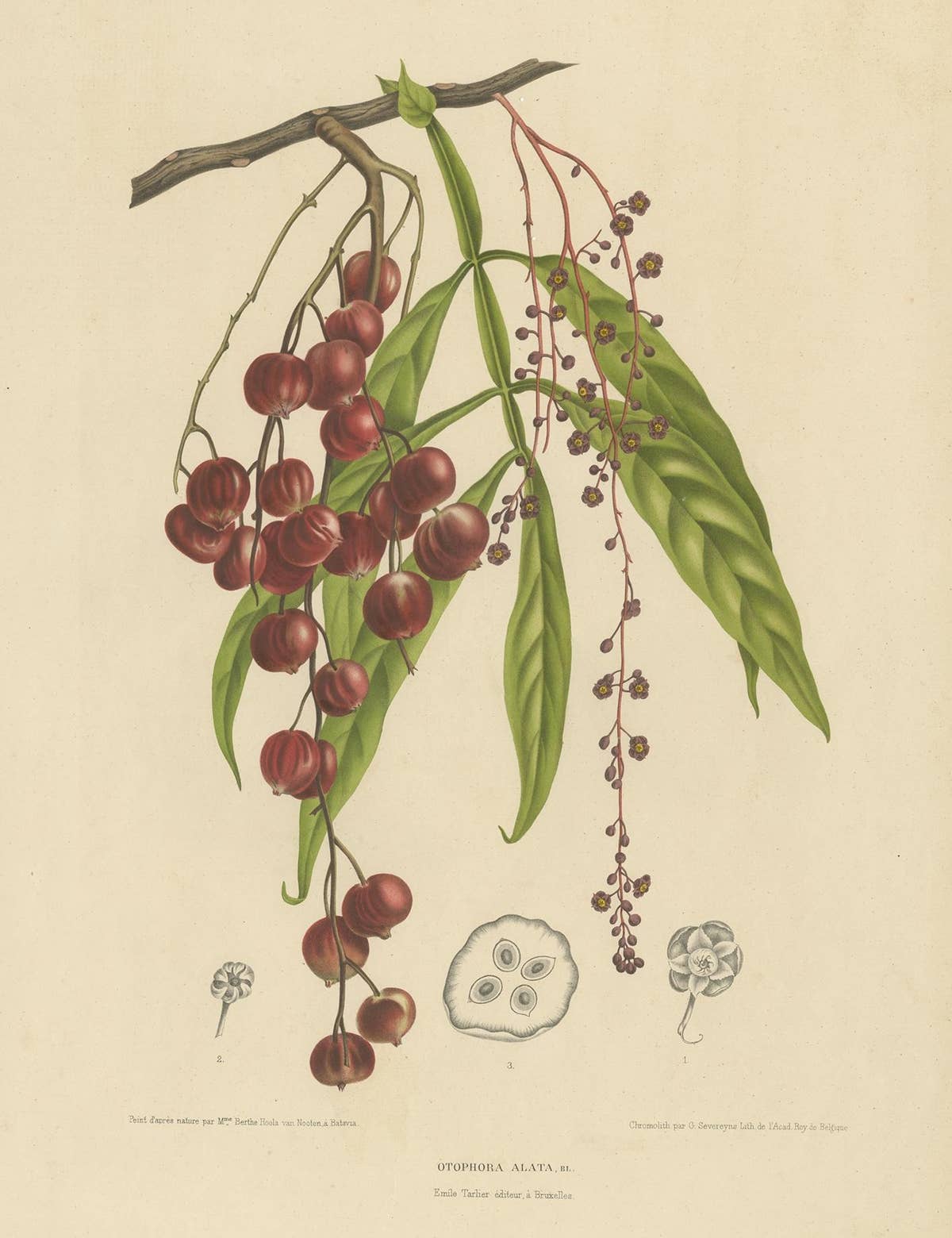 Otophora Alata Antique Lithograph Print, Circa 1875, Botanical Art