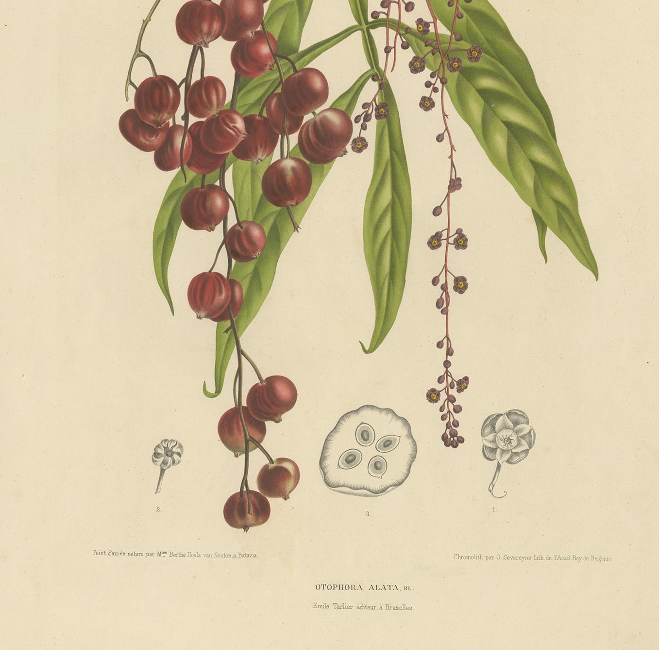 19th Century Antique Botany Print of the Tepisanthes Alata by Van Nooten 'circa 1875' For Sale