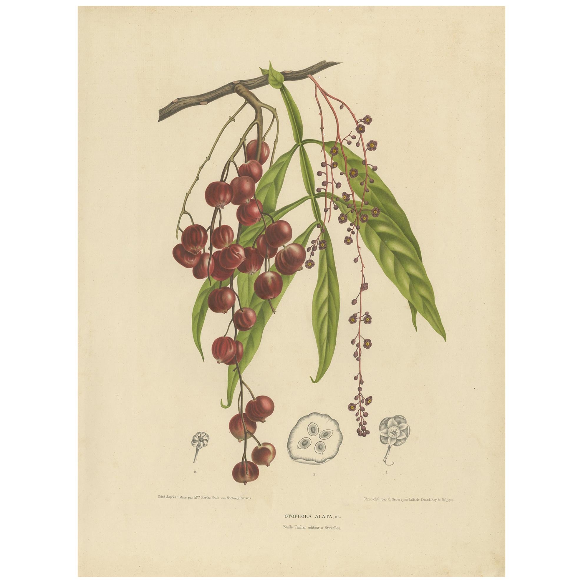 Antique Botany Print of the Tepisanthes Alata by Van Nooten 'circa 1875' For Sale
