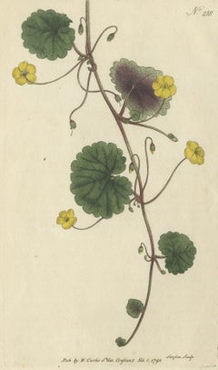 Stampa antica di botanica della Disandra rampicante