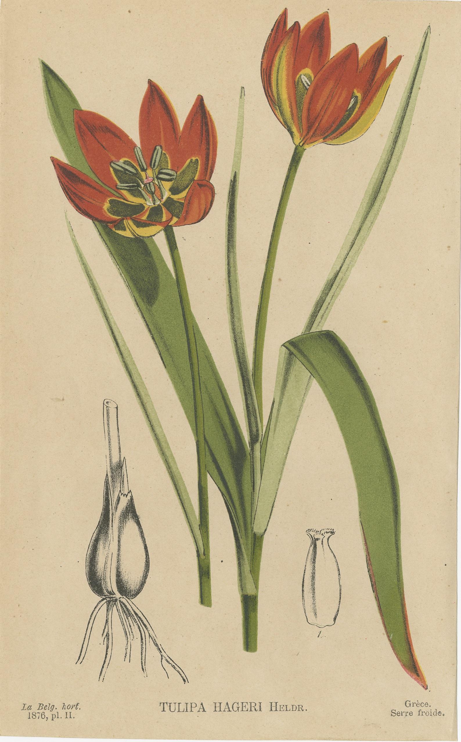 Antique print titled 'Tulipa Hageri'. Lithograph of the Tulipa Hageri, or 'Little Princess' tulip. This print originates from 'La Belgique Horticole' published in 1876.