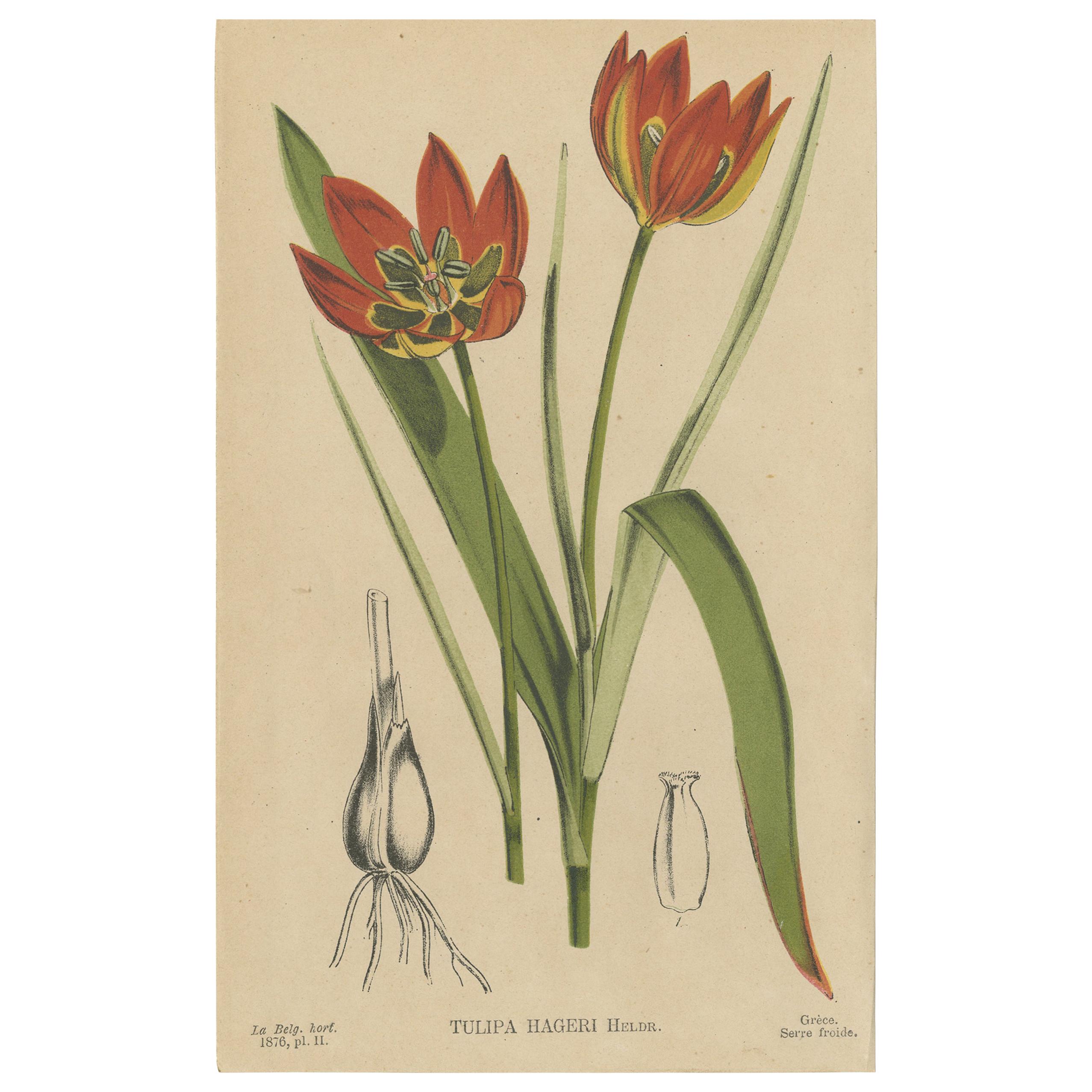 Stampa botanica antica della Tulipa Hageri, "1876".