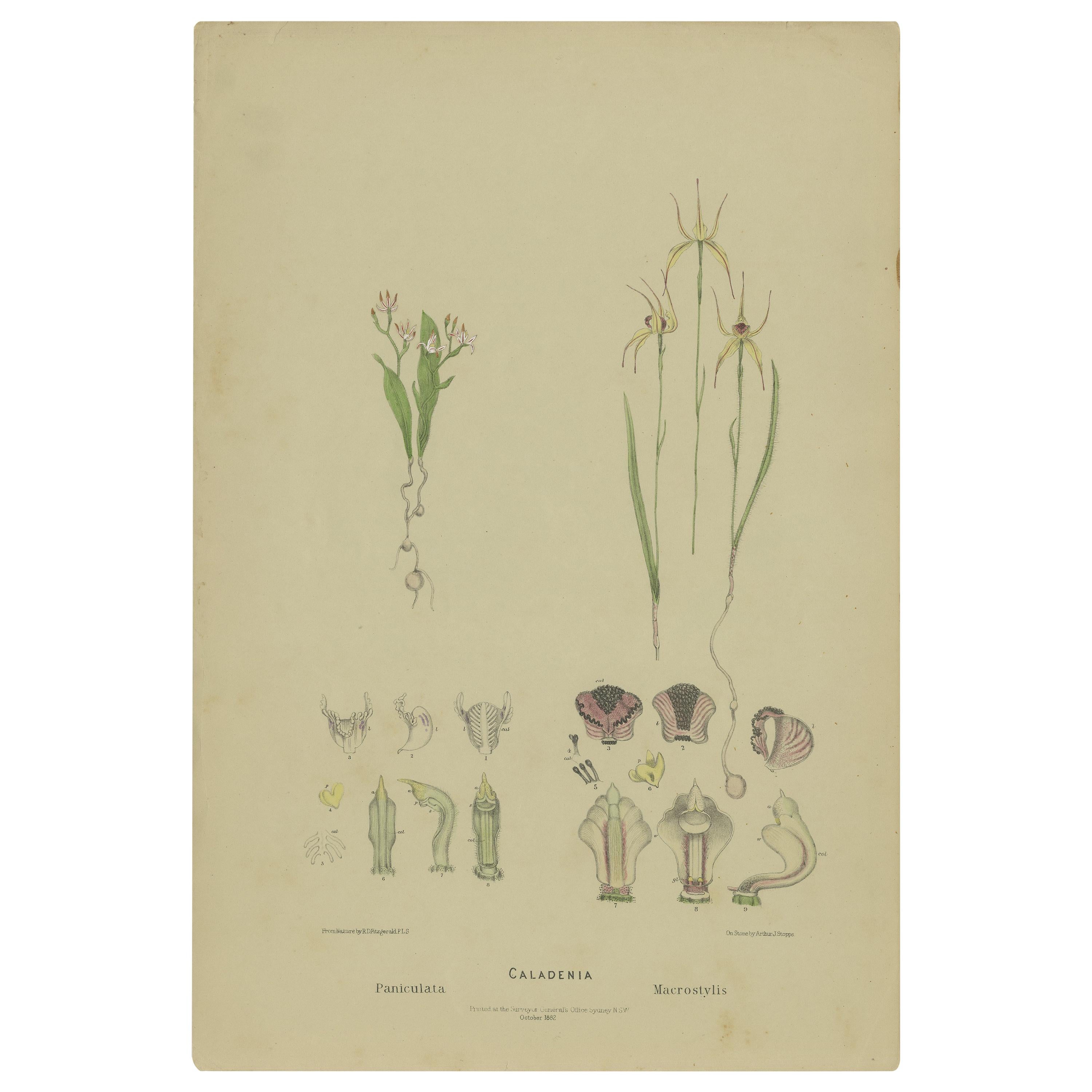 Impression botanique ancienne de l'orchidée de la fée blanche et de l'orchidée d'araignée en cuir '1884'