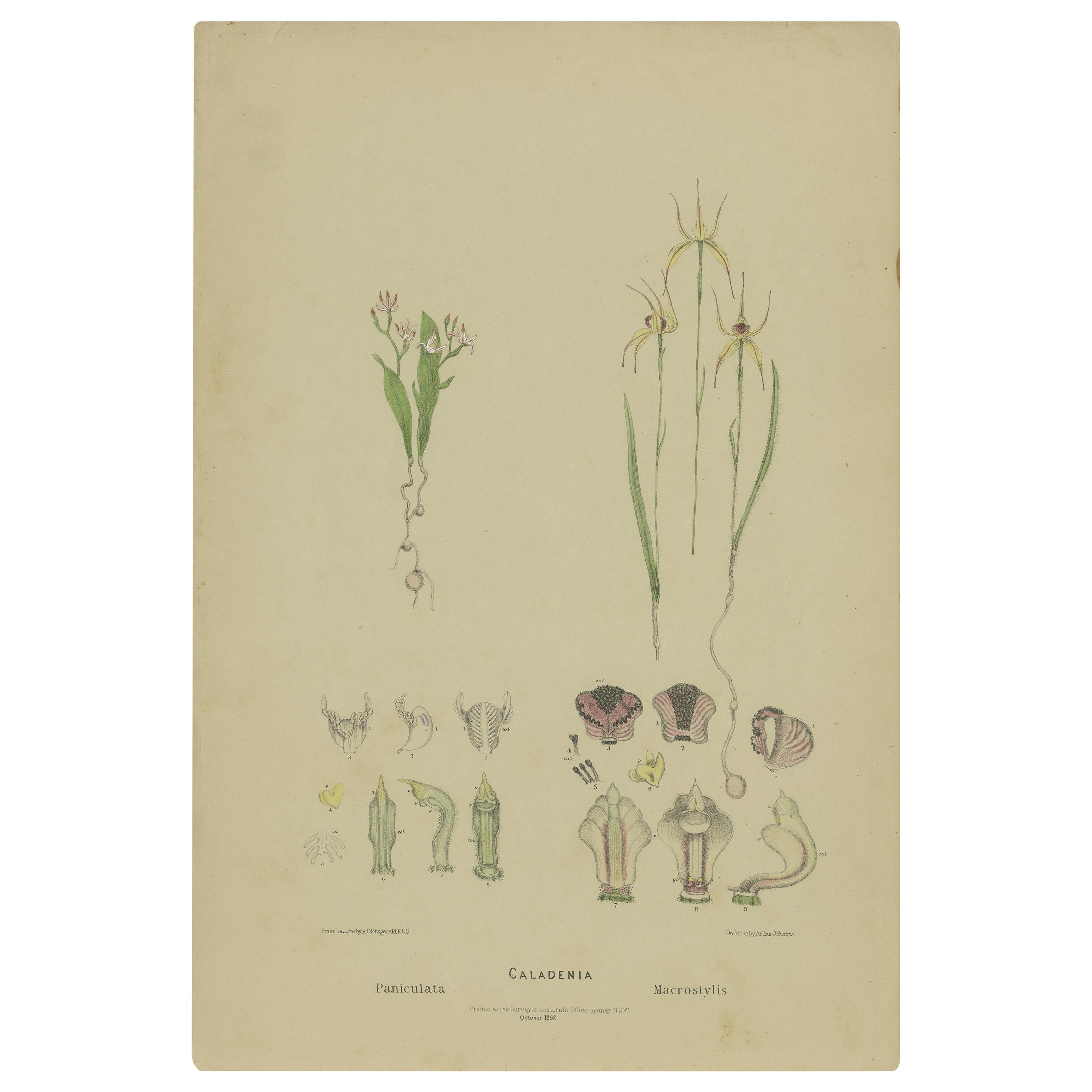 Stampa botanica antica dell'orchidea fata bianca e dell'orchidea ragno saltellante "1884