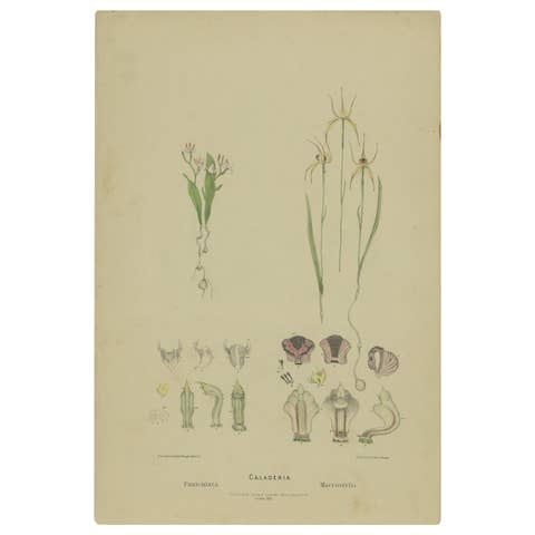 Antique Botany Print of the White Fairy Orchid & Leaping Spider Orchid '1884'