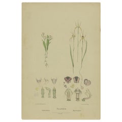 Antique Botany Print of the White Fairy Orchid & Leaping Spider Orchid '1884'