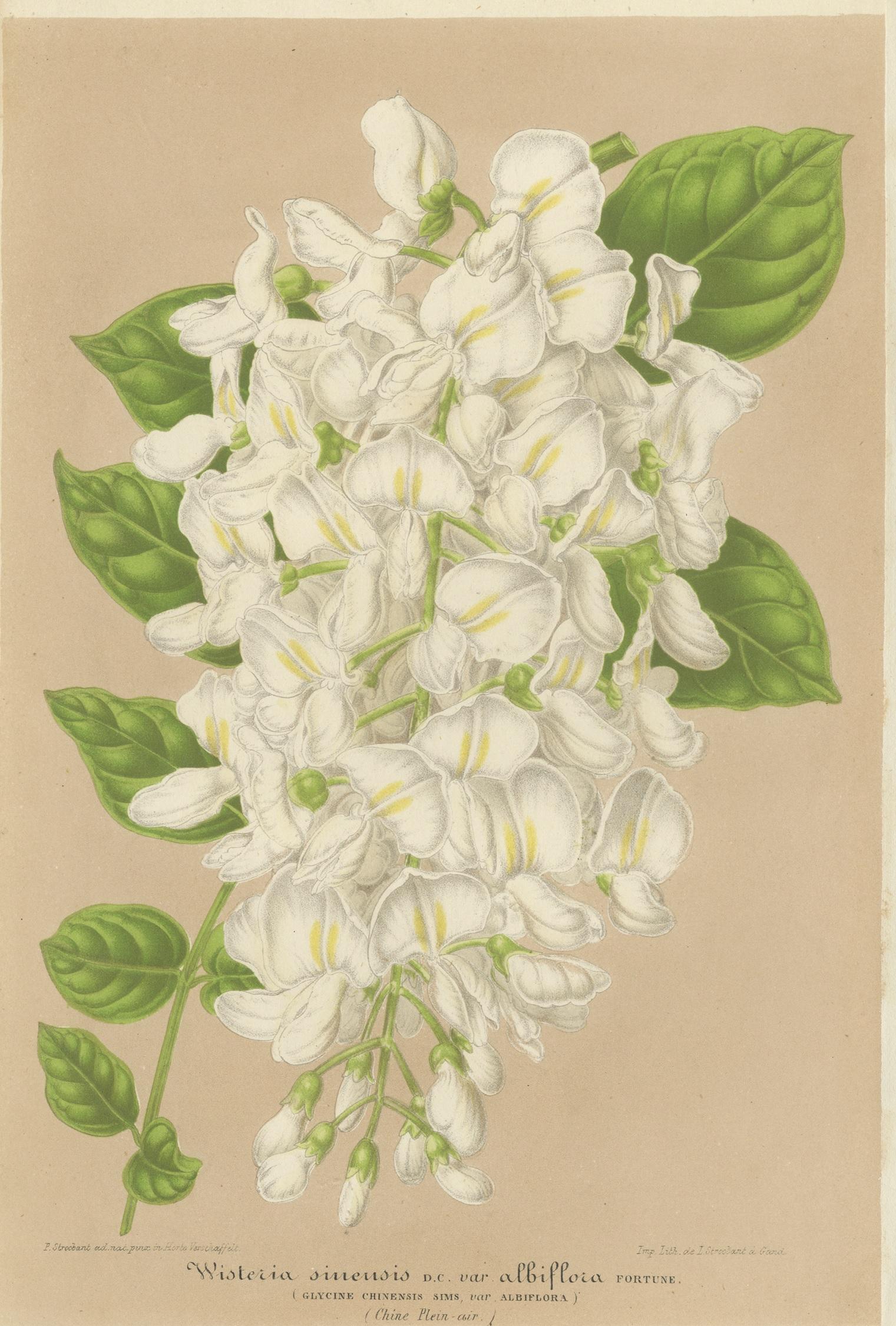 Antique botany print titled 'Wisteria Sinensis var. Albiflora'. Lithograph of the white Japanese wisteria. This print originates from volume 15 of 'L'Illustration Horticole', published in 1858.