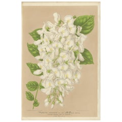 Antique Botany Print of the White Japanese Wisteria, 1858