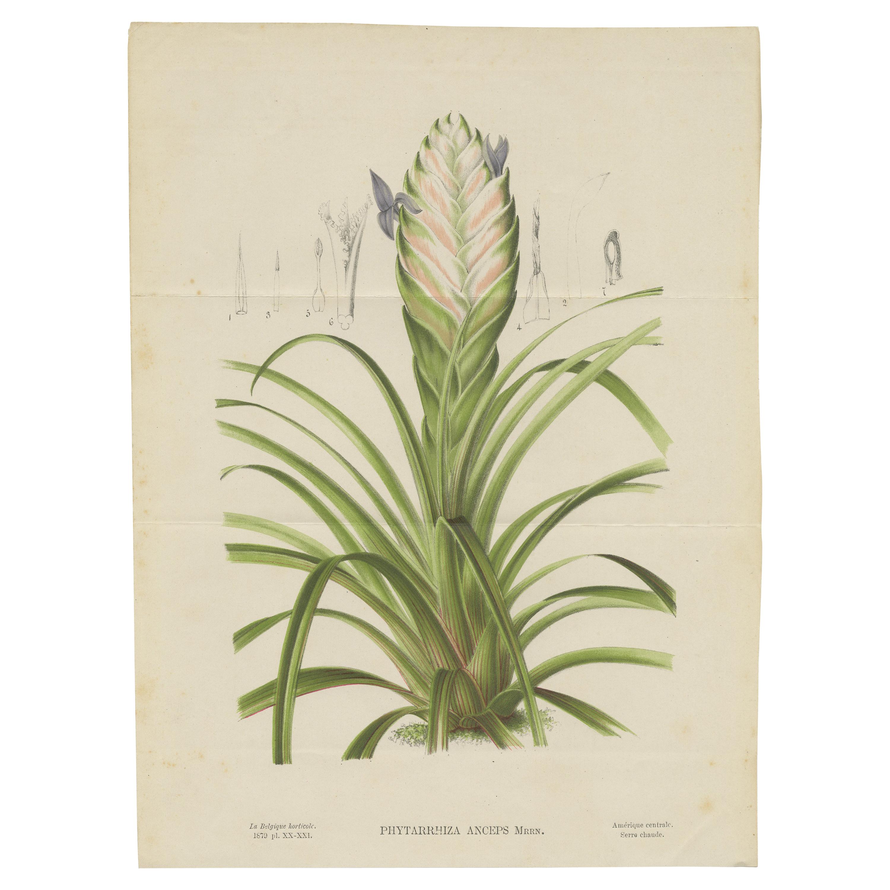 Antiker antiker Botanikdruck der Tillandsia-Zepten '1879'