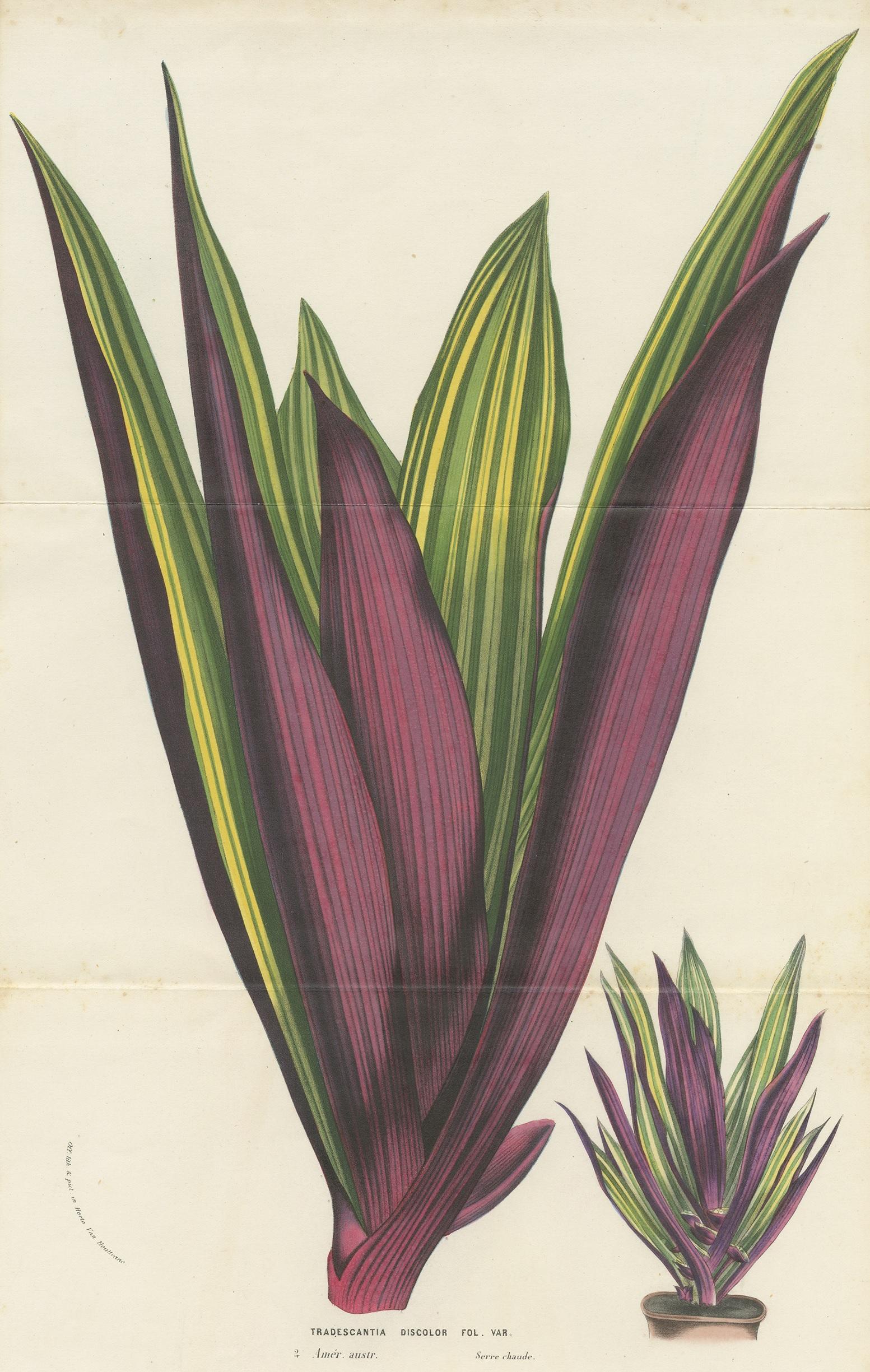 Antique botany print titled 'Tradescantia Discolor'. Lithograph of tradescantia spathacea, the boatlily, or Moses-in-the-cradle. This print originates from volume 11 of 'Flore des serres et des jardins de l'Europe' by Louis van Houtte.