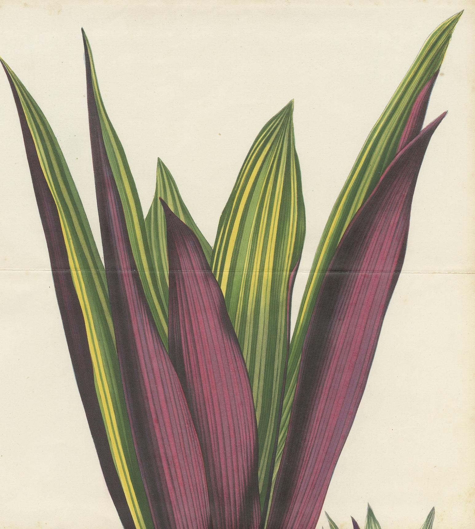 Antique Botany Print of Tradescantia Spathacea by Van Houtte, 1856 In Good Condition For Sale In Langweer, NL