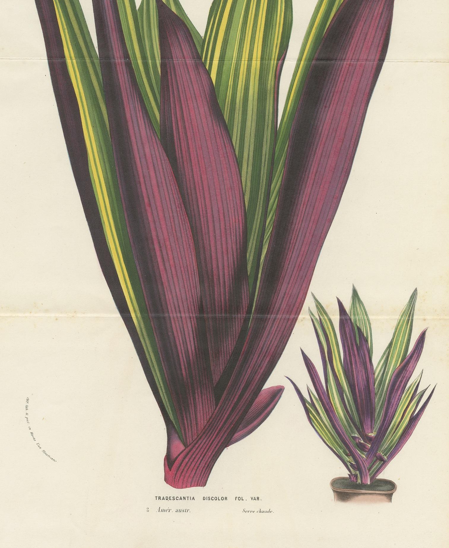 19th Century Antique Botany Print of Tradescantia Spathacea by Van Houtte, 1856 For Sale