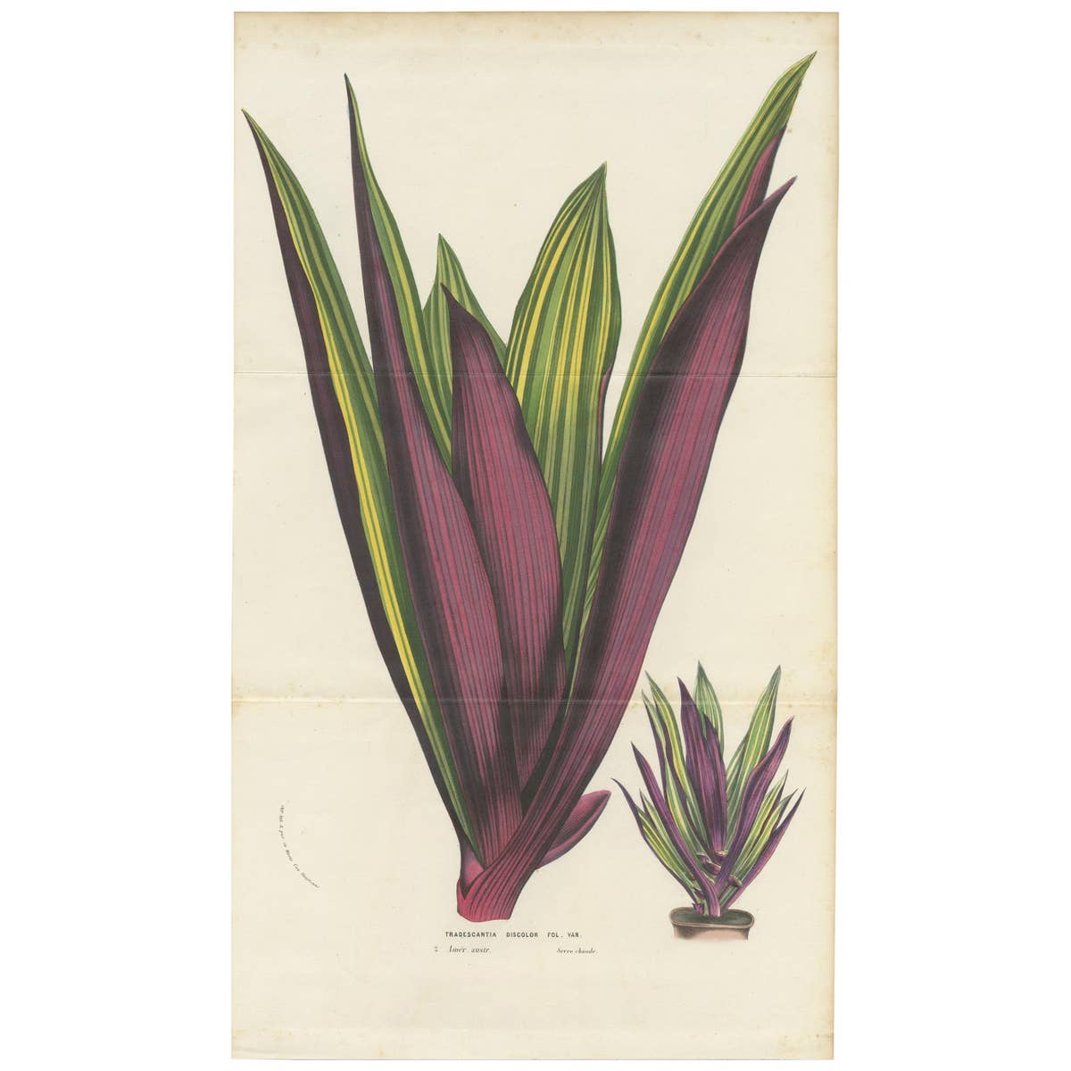 Antique Botany Print of Tradescantia Spathacea by Van Houtte, 1856