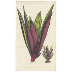 Stampa antica di Botanica di Tradescantia Spathacea di Van Houtte, 1856