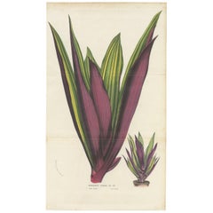 Antique Botany Print of Tradescantia Spathacea by Van Houtte, 1856