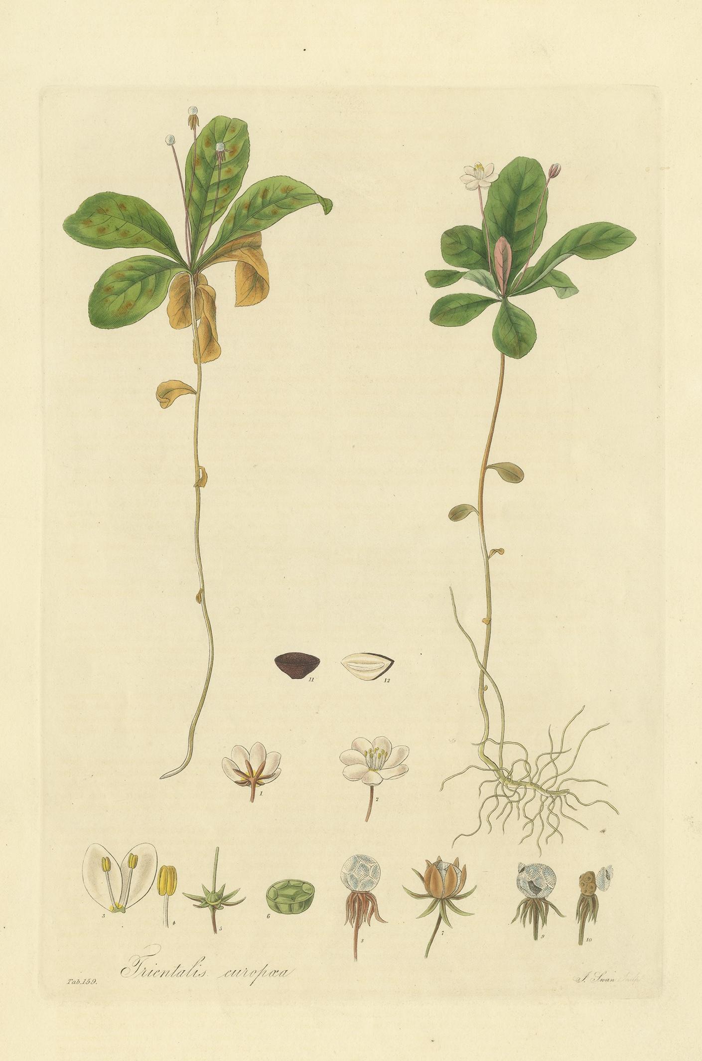Antique botany print titled 'Trientalis Europaea'. Hand colored engraving of trientalis europaea, also known as chickweed-wintergreen or arctic starflower. This print originates from 'Flora Londinensis' by William Curtis.