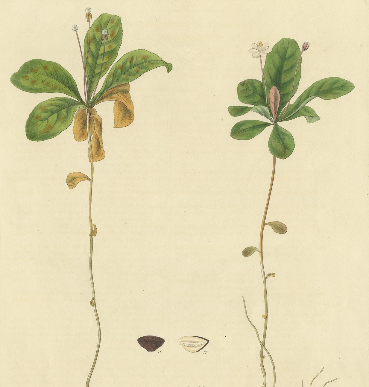 Antiker Botanik-Druck von Trientalis Europea von Curtis, um 1817 im Zustand „Gut“ im Angebot in Langweer, NL