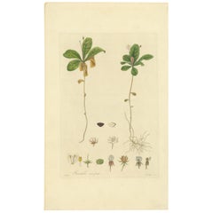 Impression botanique ancienne de Trientalis Europea par Curtis, datant d'environ 1817