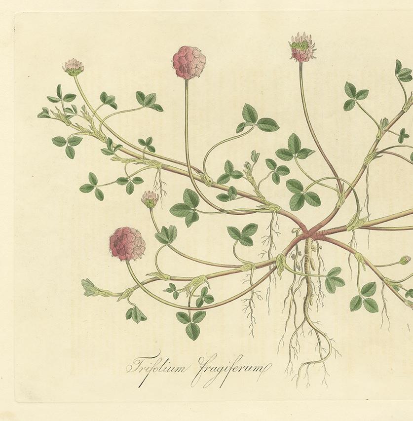 Antique Botany Print of Trifolium Fragiferum by Curtis 'circa 1817' In Good Condition In Langweer, NL