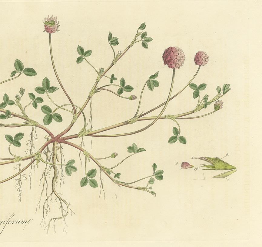 19th Century Antique Botany Print of Trifolium Fragiferum by Curtis 'circa 1817'