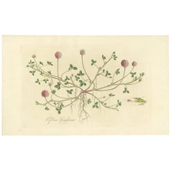 Antique Botany Print of Trifolium Fragiferum by Curtis 'circa 1817'