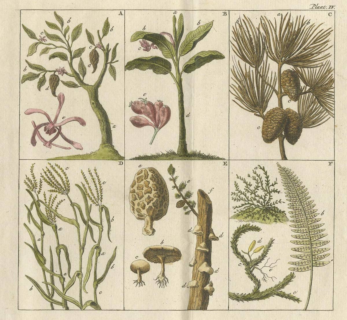 Antique Botany Print of Various Trees, Mushrooms and Ferns '1808'