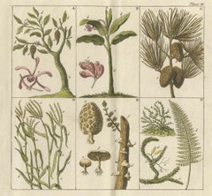 Antique Botany Print of Various Trees, Mushrooms and Ferns '1808'