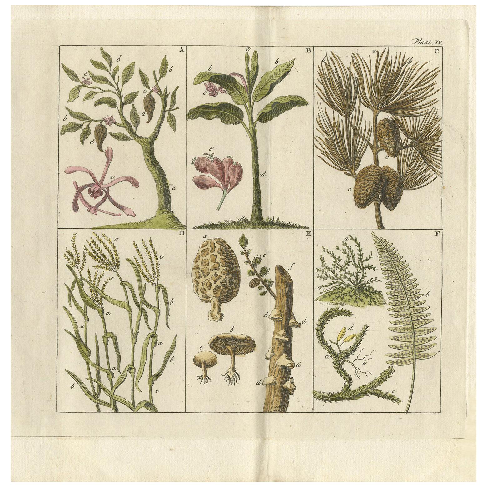 Impression botanique ancienne d'arbres, de champignons et de fougères divers, 1808