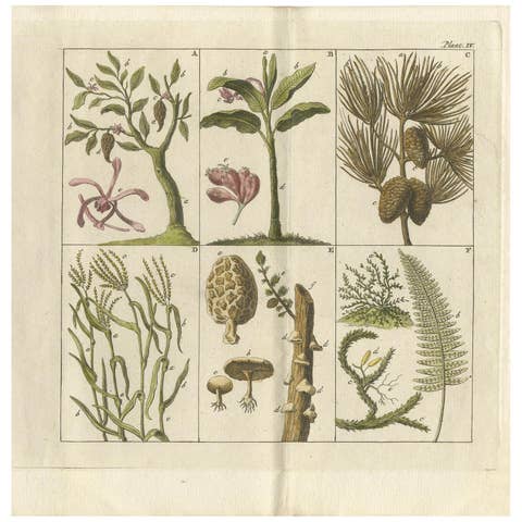 Antique Botany Print of Various Trees, Mushrooms and Ferns '1808'