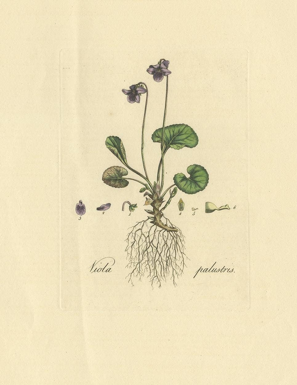 Antique Botany Print of Viola Palustris by Curtis, circa 1817