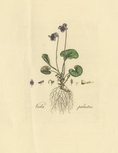 Antique Botany Print of Viola Palustris by Curtis, circa 1817