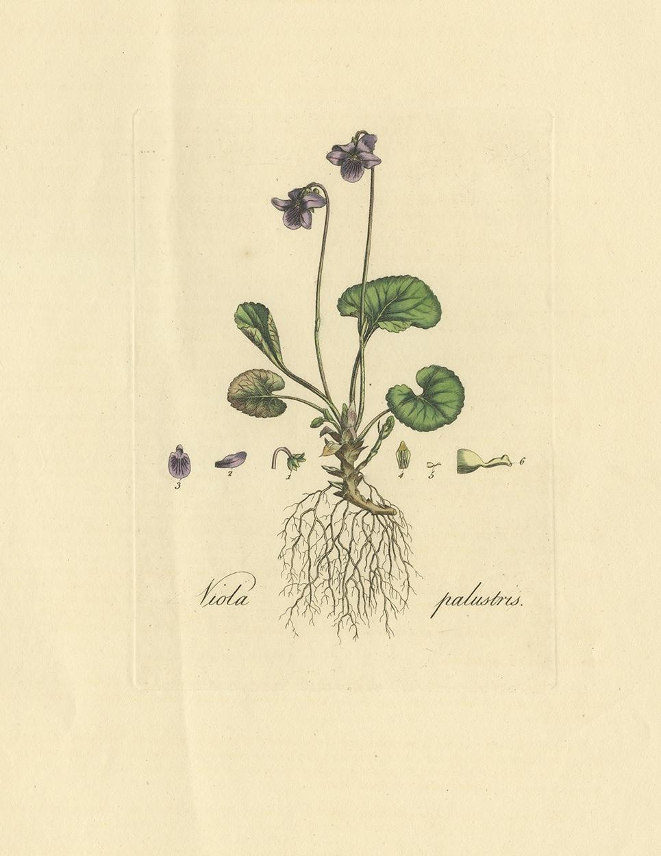 Antiker Botanik-Druck von Viola Palustris von Curtis, um 1817 (19. Jahrhundert) im Angebot