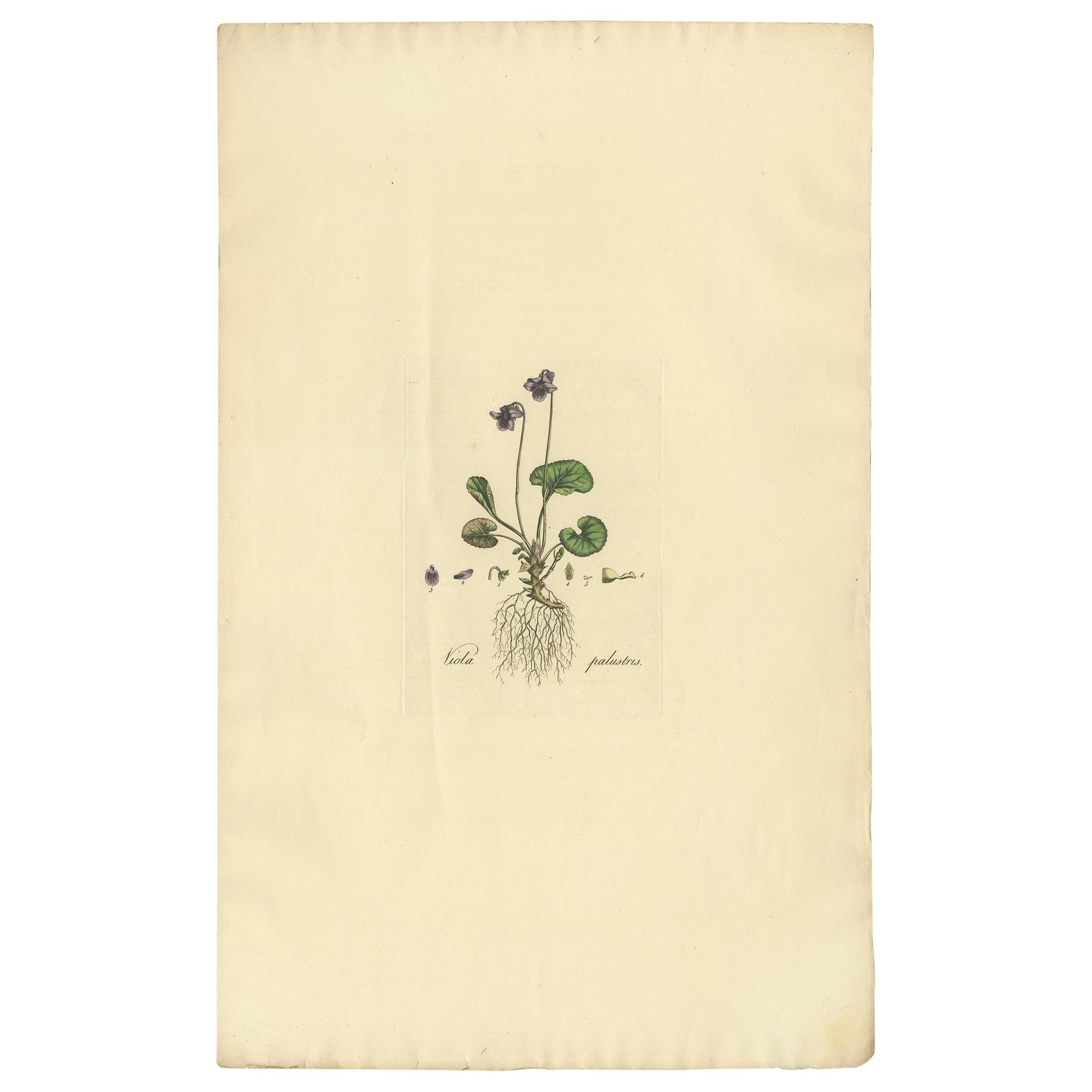 Antiker Botanik-Druck von Viola Palustris von Curtis, um 1817 im Angebot