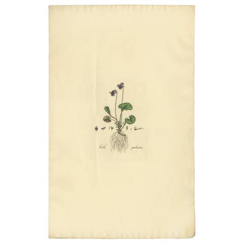 Antique Botany Print of Viola Palustris by Curtis, circa 1817
