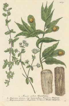 Antique Botany Print of Winter Marjoram and other plants by Weinmann, circa 1740