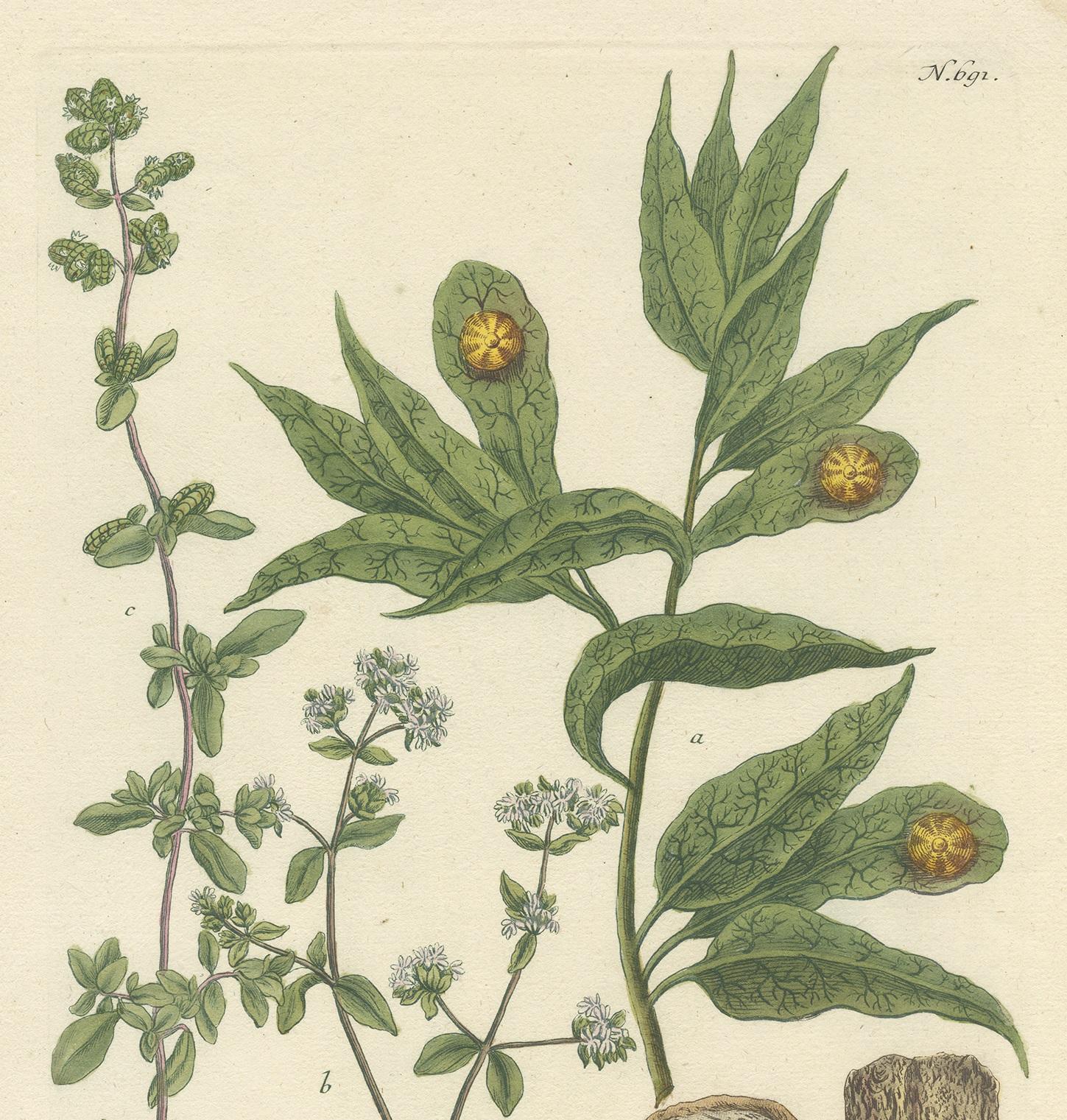 Antigua estampa botánica de Mejorana de invierno y otras plantas, por Weinmann, hacia 1740 en Bueno estado para la venta en Langweer, NL