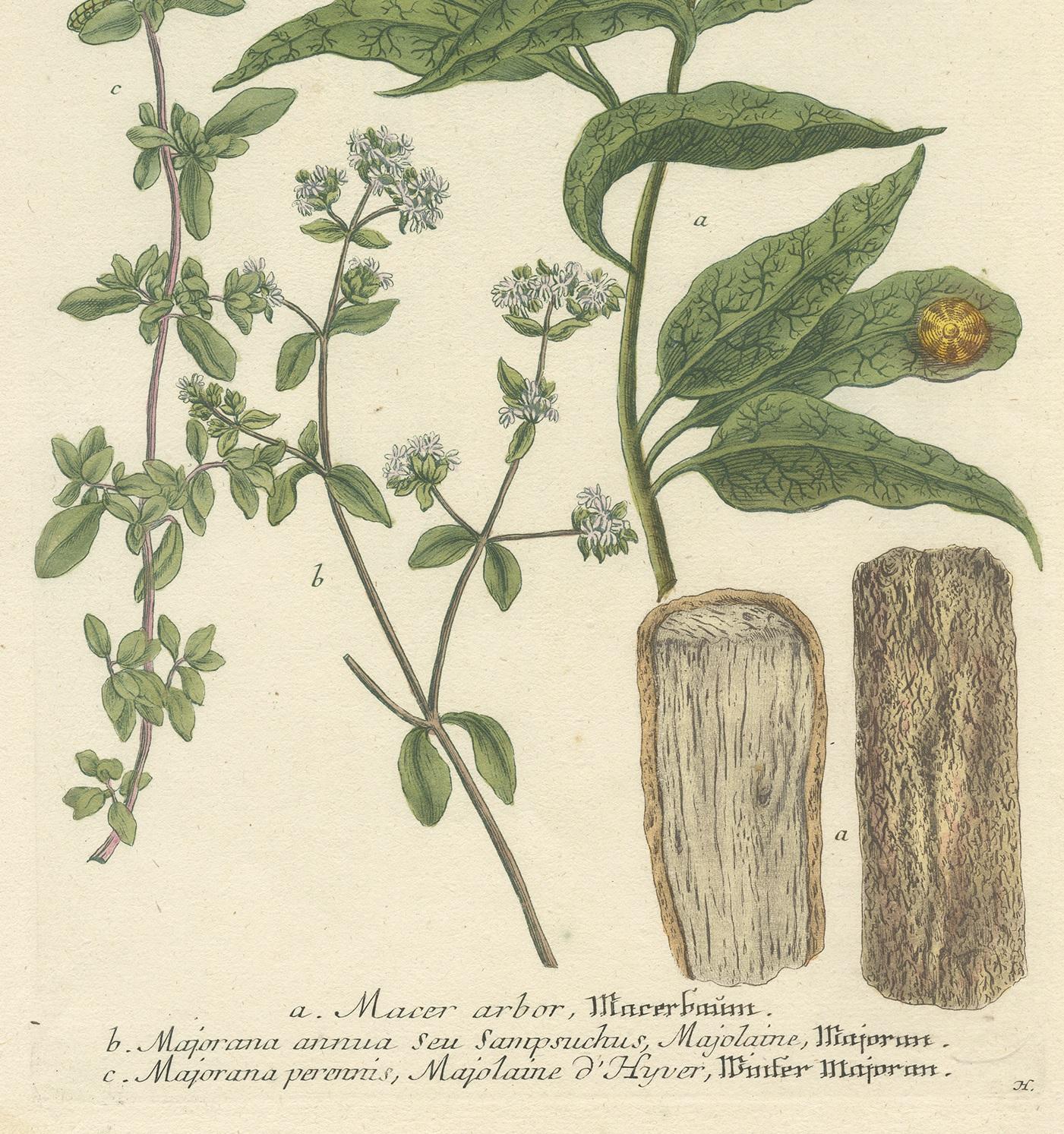 18th Century Antique Botany Print of Winter Marjoram and other plants by Weinmann, circa 1740 For Sale