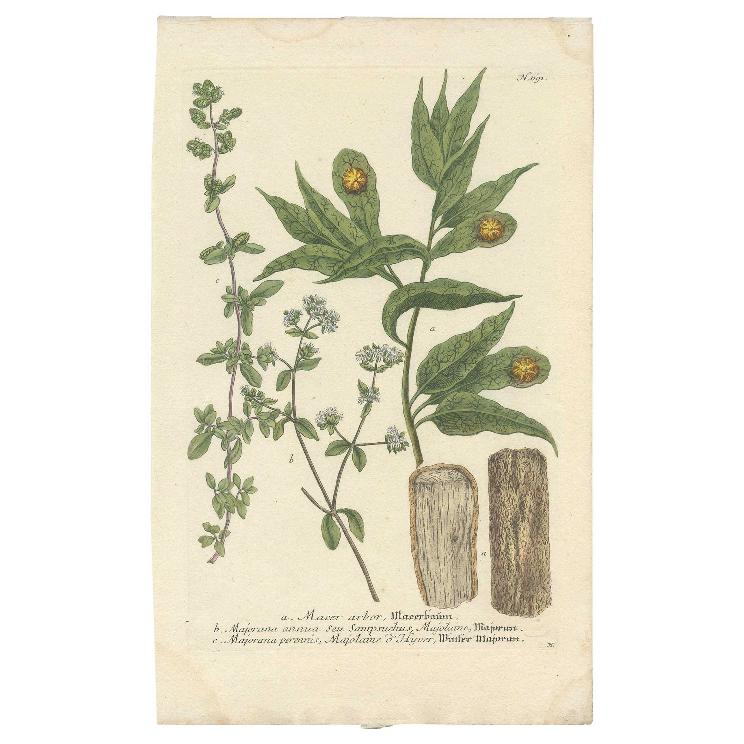 Impression botanique ancienne de la marjolaine d'hiver et d'autres plantes par Weinmann:: vers 1740