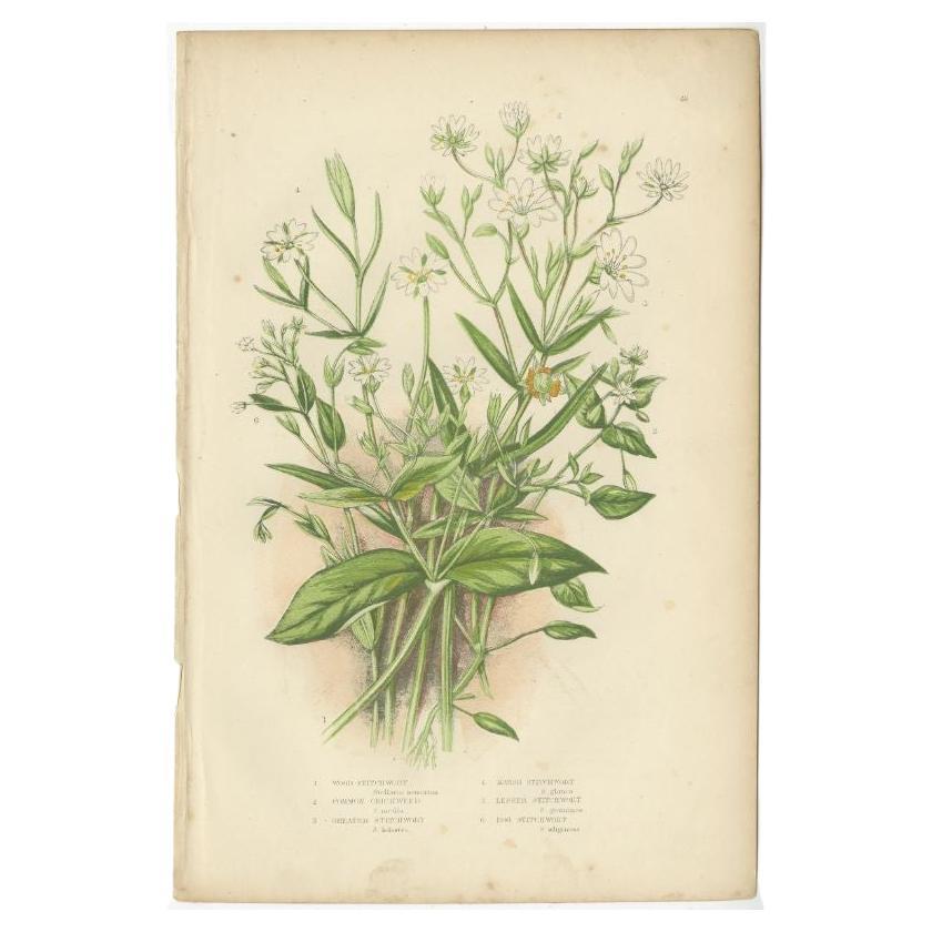 Antique Botany Print of Wood Stitch Wort, C.1860