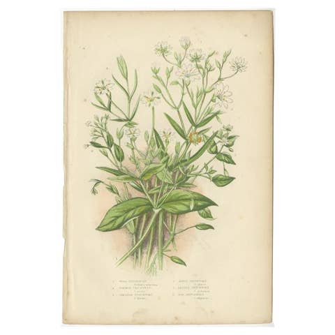 Antique Botany Print of Wood Stitch Wort, C.1860
