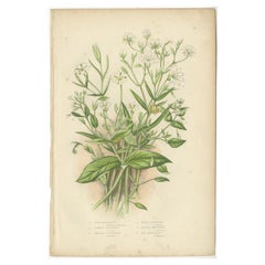 Antique Botany Print of Wood Stitch Wort, C.1860