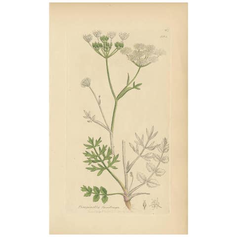 Antique Botany Print 'Pimpinella Saxifraga' by J. Sowerby, 1797
