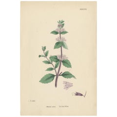 Antiker Botanik-Druck „Tall Red Mint“ von J. Sowerby, um 1860