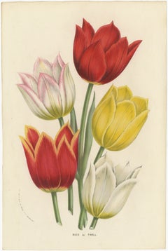  Antique Botany Prints of Various Tulips by Van Houtte, 1857
