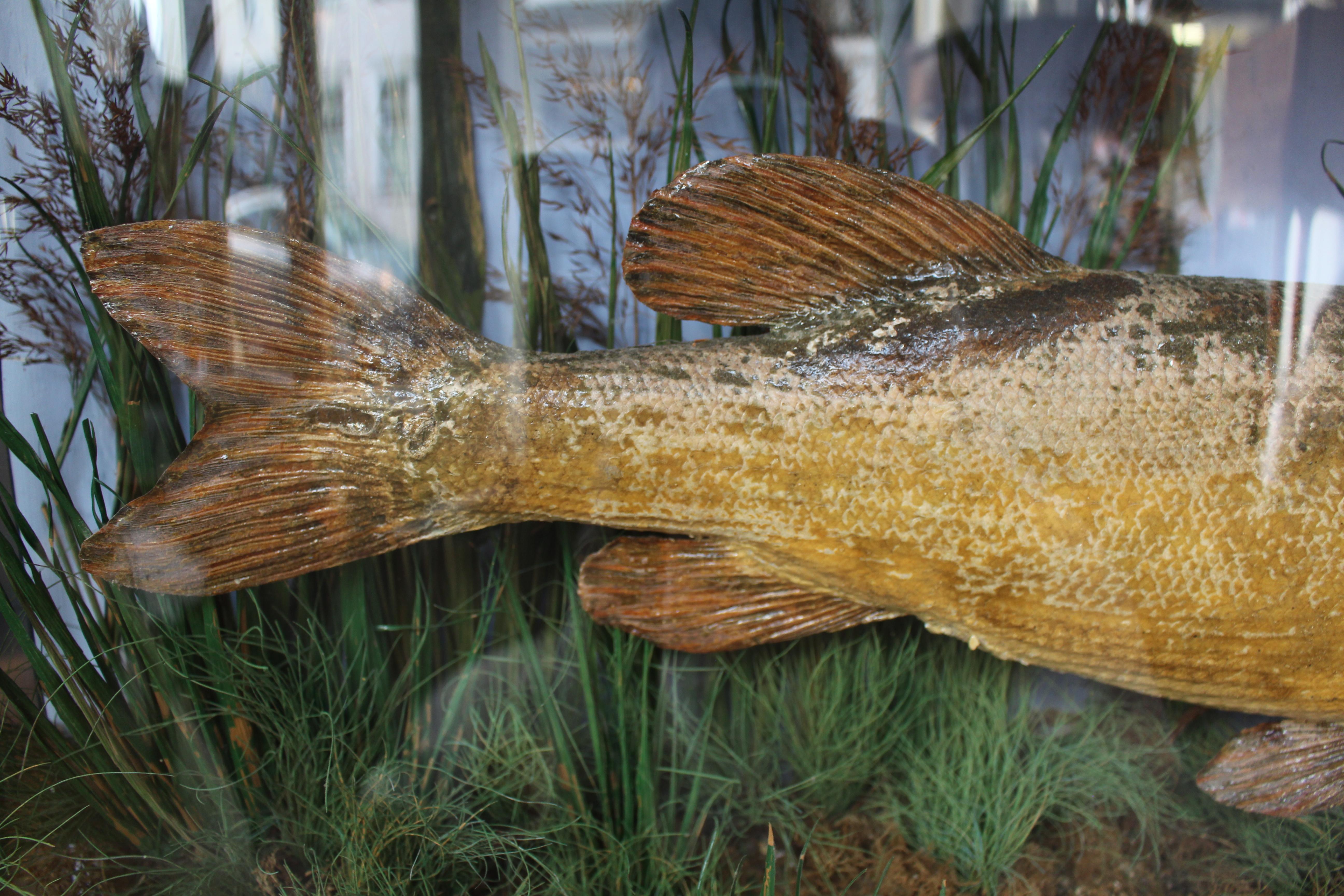 Early 20th Century Antique Bow Front Glass Case 20 Century 1907 Taxidermy Preserved Study Pike Fish For Sale