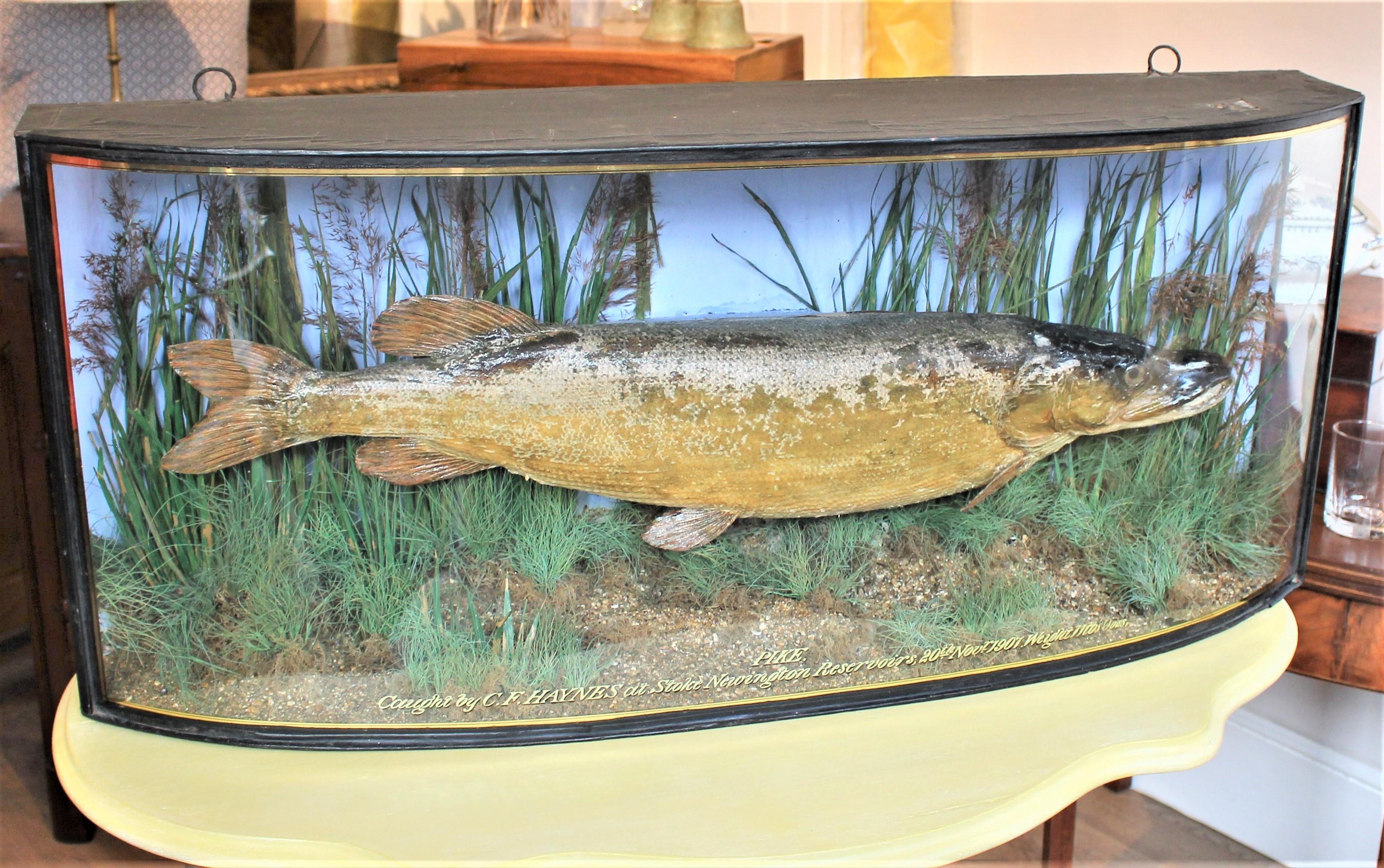 Antique Bow Front Glass Case 20 Century 1907 Taxidermy Preserved Study Pike Fish For Sale 4
