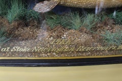 Antique Bow Front Glass Case 20 Century 1907 Taxidermy Preserved Study Pike Fish