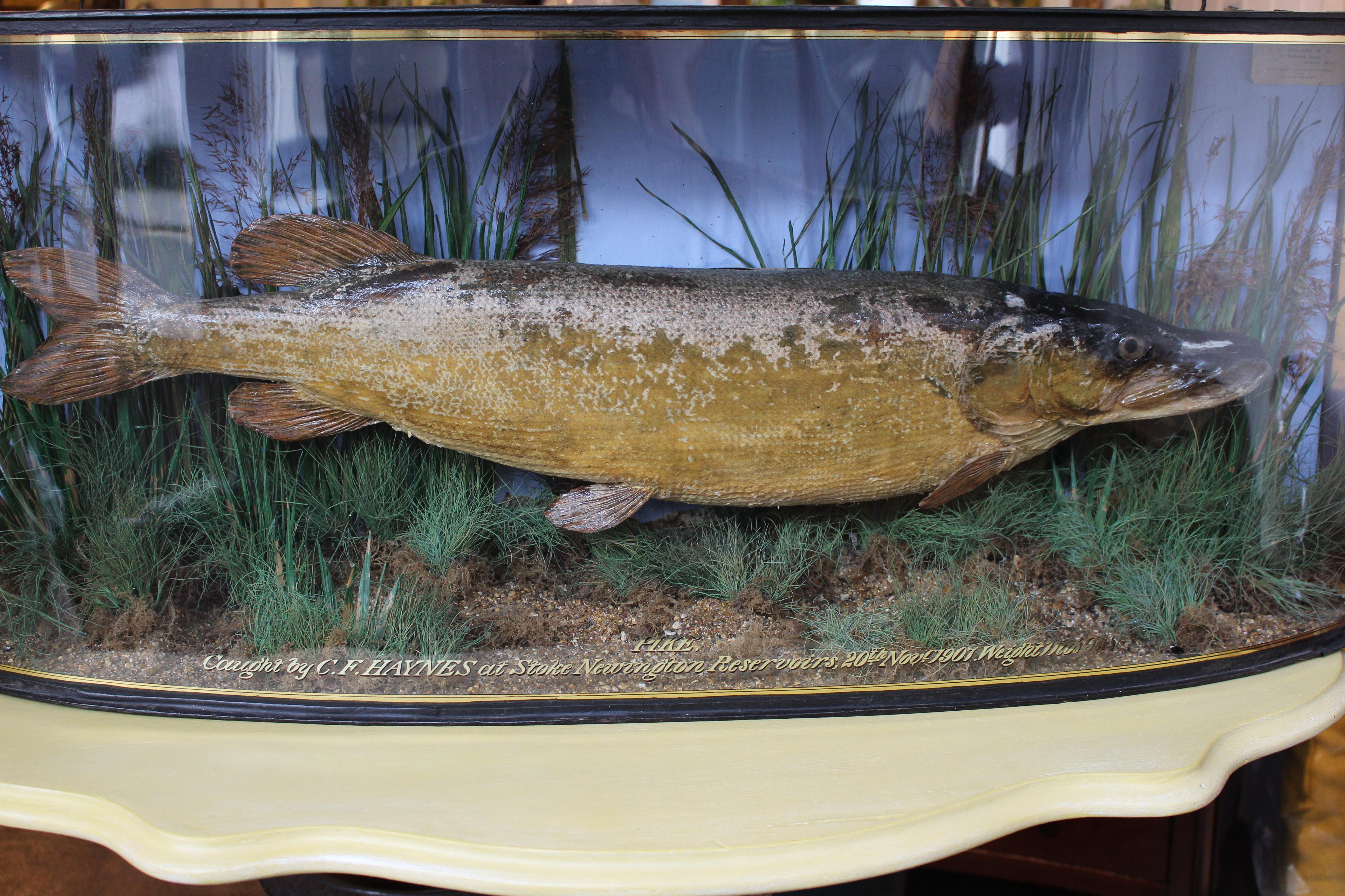 taxidermy pike for sale