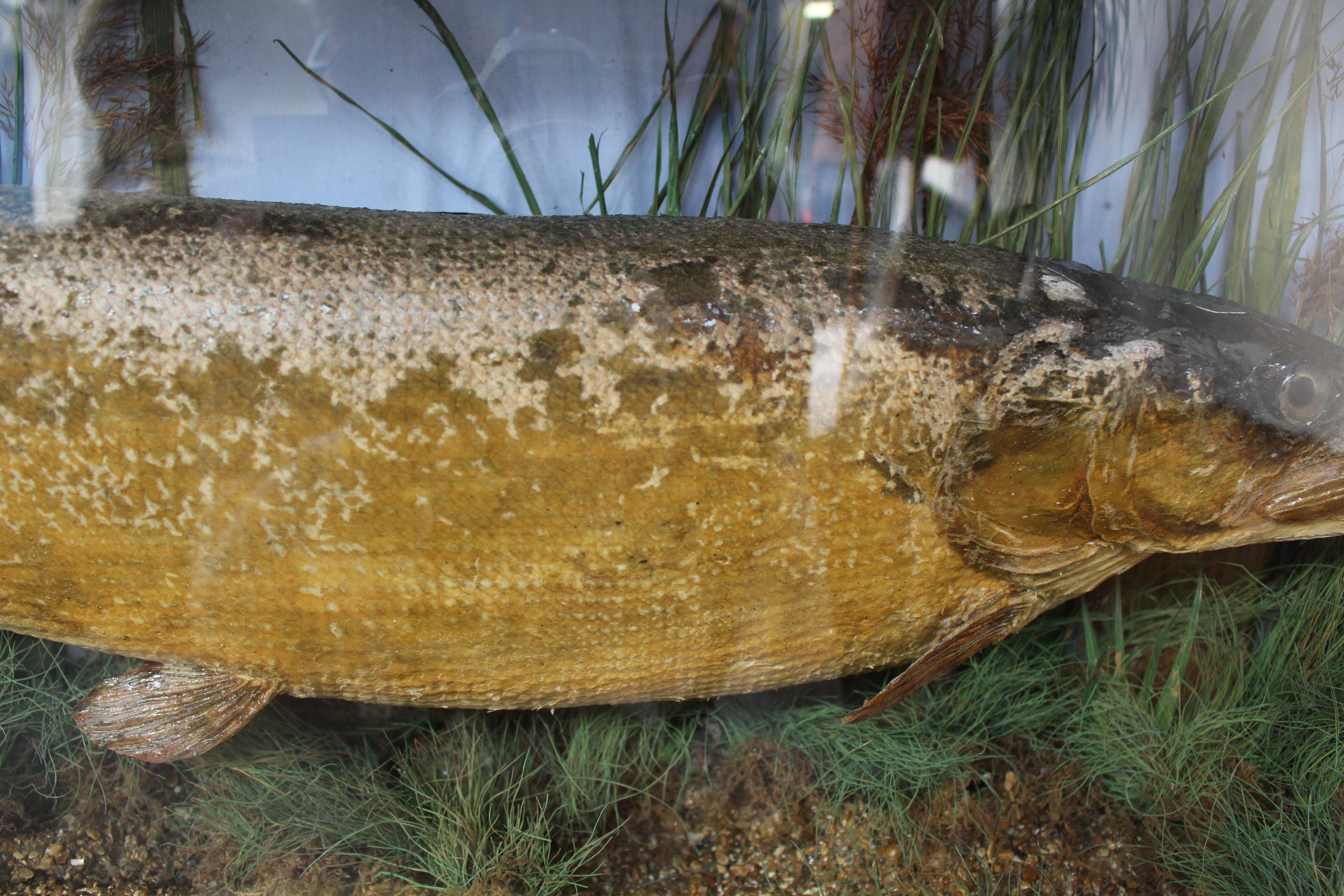 Other Antique Bow Front Glass Case 20 Century 1907 Taxidermy Preserved Study Pike Fish For Sale